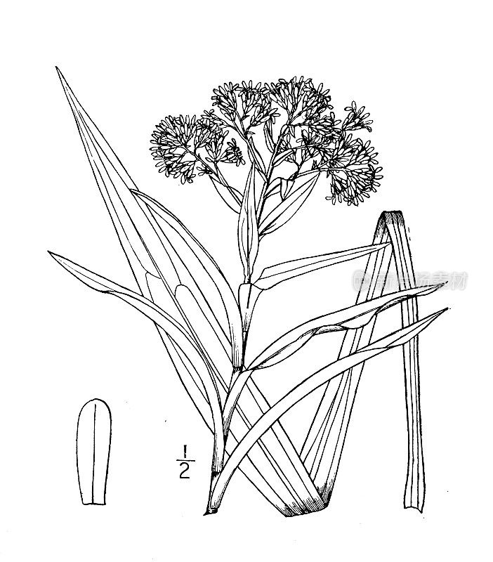 古董植物学植物插图:Solidago ridelli, Riddell的金杆